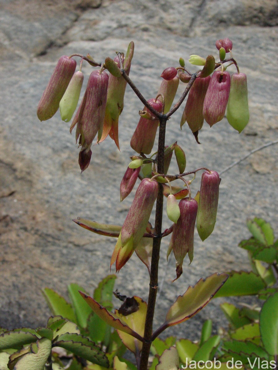 Kalanchoe pinnata (Lam.) Pers.